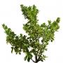 Bush_S_16.tga