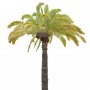Palm_40.tga
