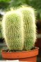 Golden Ball Cactus