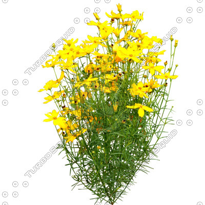 Flowers_N_06.tga