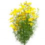 Flowers_N_06.tga