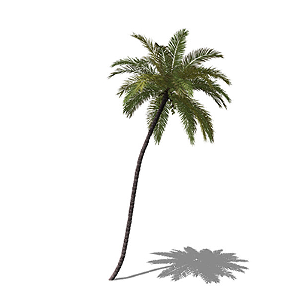 coconut palm tropical plant 3d model - XfrogPlants Coconut palm by xfrog
