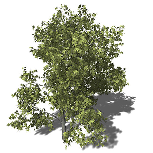 3d xfrogplants japanese maple tree - XfrogPlants Japanese Maple by xfrog