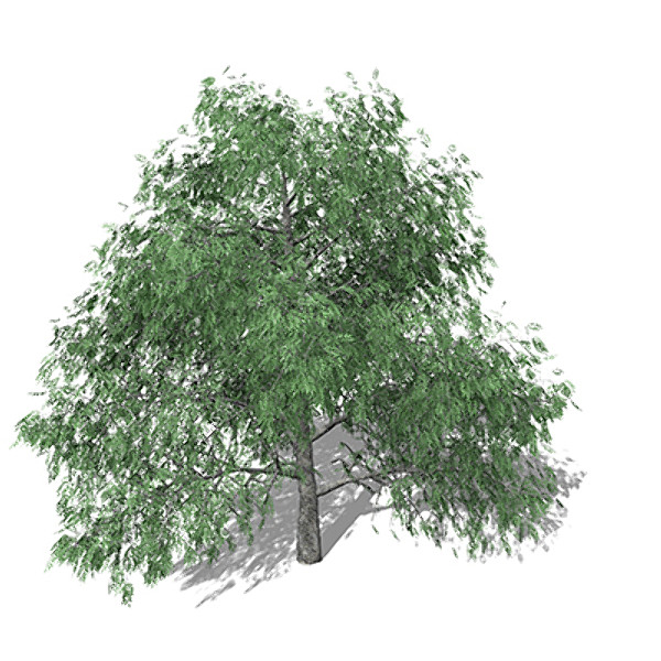3d model xfrogplants pecan tree - XfrogPlants Pecan by xfrog