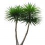 Palm_03.tga