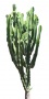 Desert_plants_19.tga