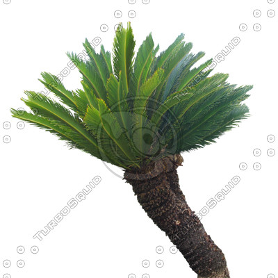 Palm_N_05.tga