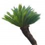 Palm_N_05.tga