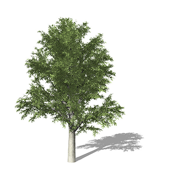 3d model xfrogplants european beech tree - XfrogPlants European Beech by xfrog