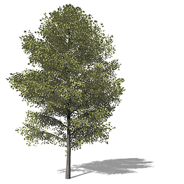 xfrogplants american linden tree 3d model - XfrogPlants American Linden by xfrog