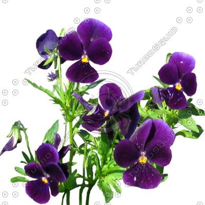 Flower_L_14.tga