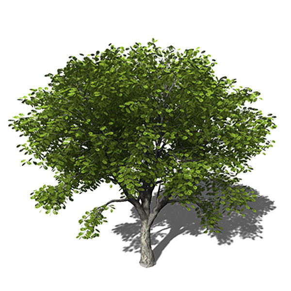 xfrogplants amur corktree tree 3d c4d - XfrogPlants Amur Corktree by xfrog