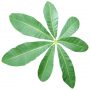 Tropic_33.tga