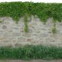 Stone wall with vine.jpg