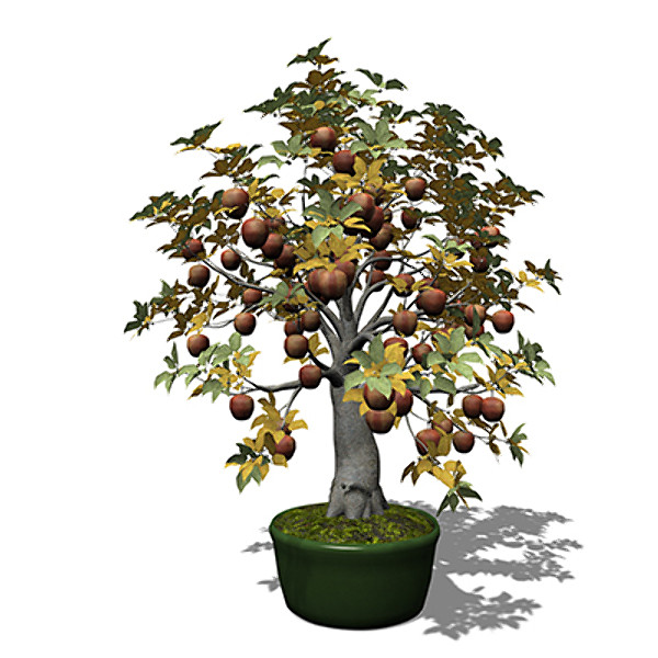 xfrogplants bonsai apple tree 3d model - XfrogPlants Bonsai Apple Tree by xfrog