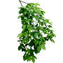 Branch_s_38.tga