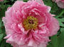 Orient 811 Ueno, Japan Peony garden.JPG