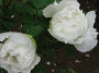 Orient 813 Ueno, Japan Peony garden.JPG