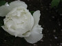 Orient 814 Ueno, Japan Peony garden.JPG