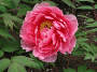 Orient 828 Ueno, Japan Peony garden.JPG