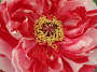 Orient 831 Ueno, Japan Peony garden.JPG
