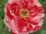 Orient 832 Ueno, Japan Peony garden.JPG