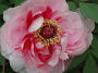 Orient 837 Ueno, Japan Peony garden.JPG