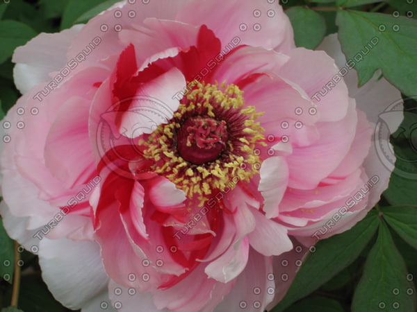 Orient 811 Ueno, Japan Peony garden.JPG