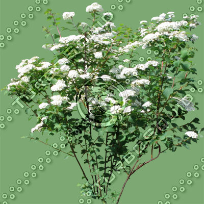 BushL_28.tga