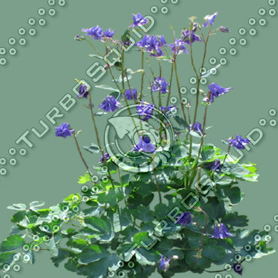 FlowerL_46.tga