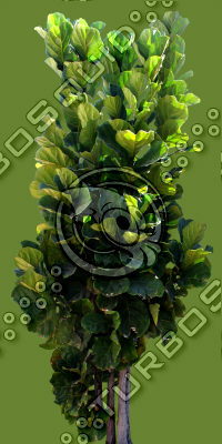 Tree_tropic_02.tga