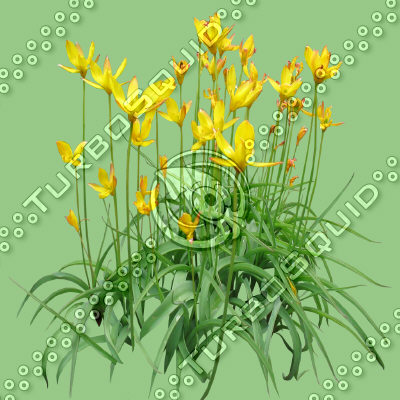 FlowerL_26.tga