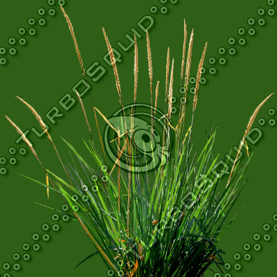Grass_18.tga