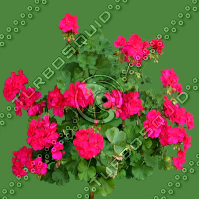 Flowers_N_12.tga