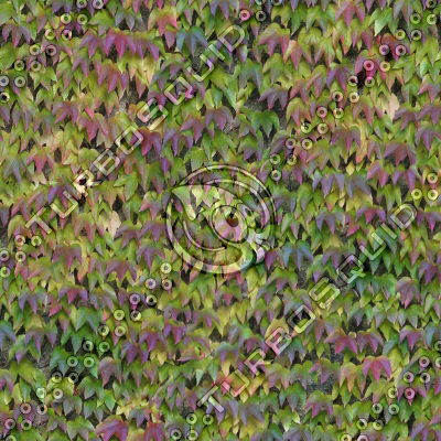 High rez ivy texture
