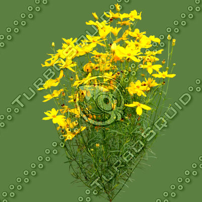 Flowers_N_06.tga