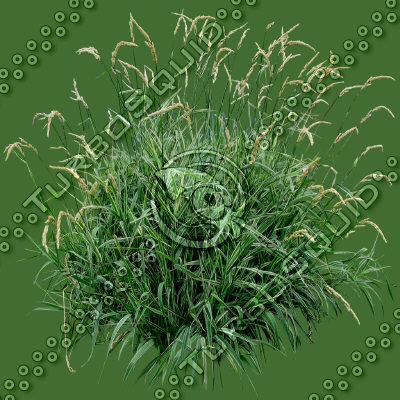 Grass_09.tga
