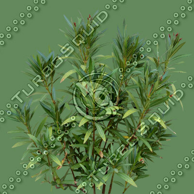 Bush_Tr_32.tga