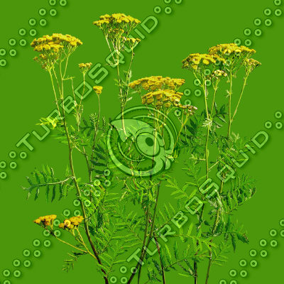 Grass_11.tga
