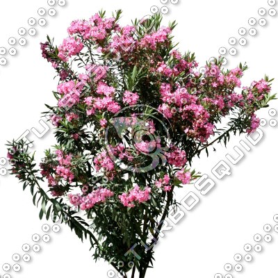Bush_S_15.tga