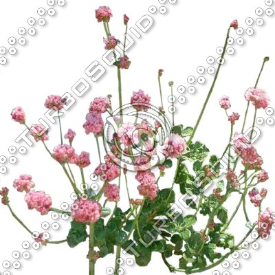 FlowerL_06.tga