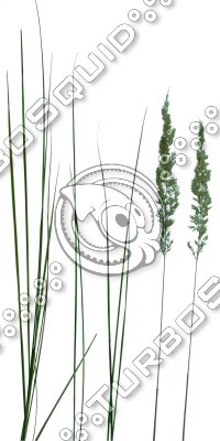 Grass_23.tga