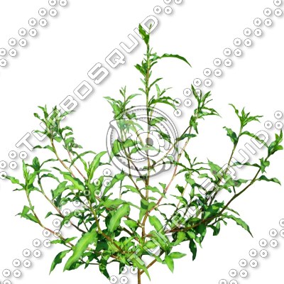 Grass_13.tga
