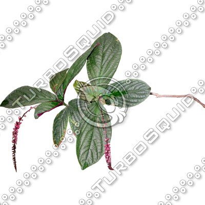 Branch_s_28.tga
