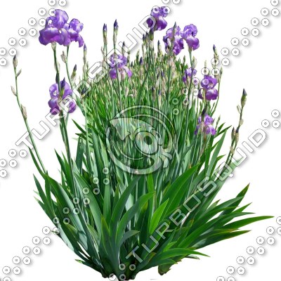 Flower_H_02.tga