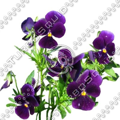 Flower_L_14.tga