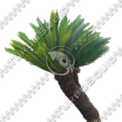 Palm_N_05.tga