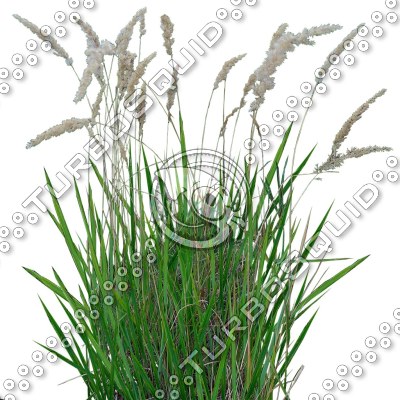 Grass_21.tga