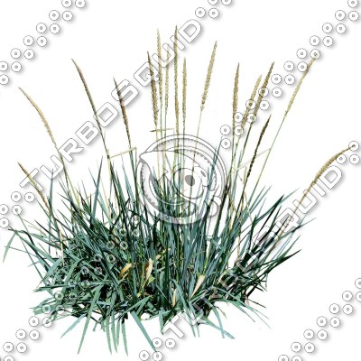 Grass_17.tga