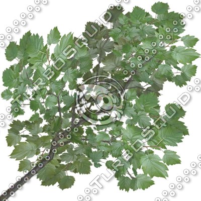 Branch_Euro_8.tga